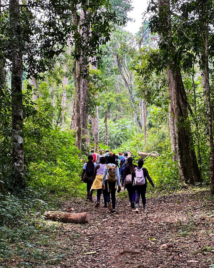 Group forest trek