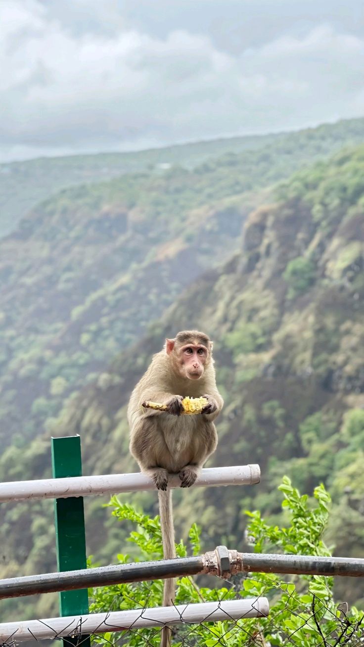 Monkey at a hilltop viewpoint